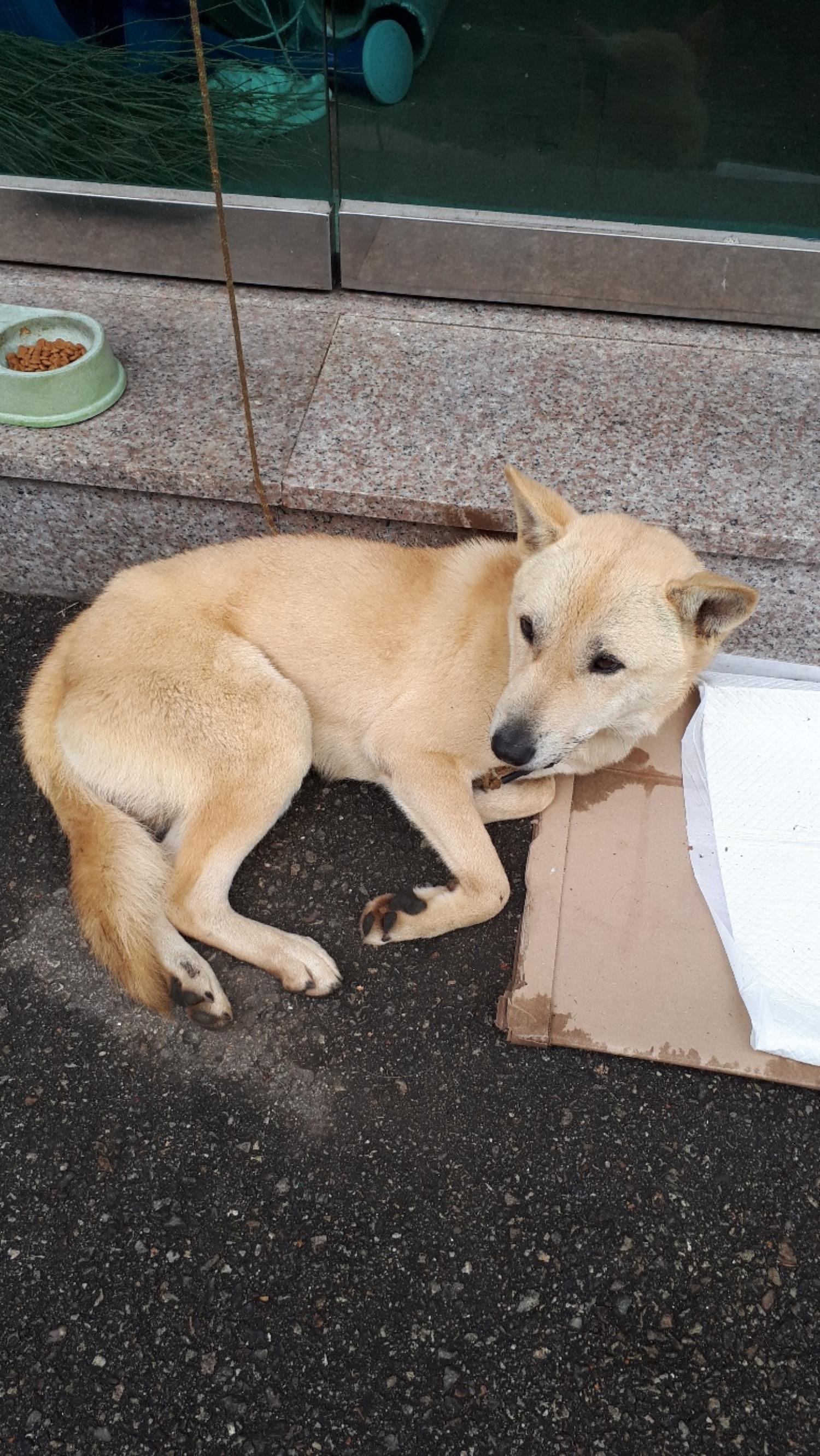 믹스견 이미지 파일 입니다.