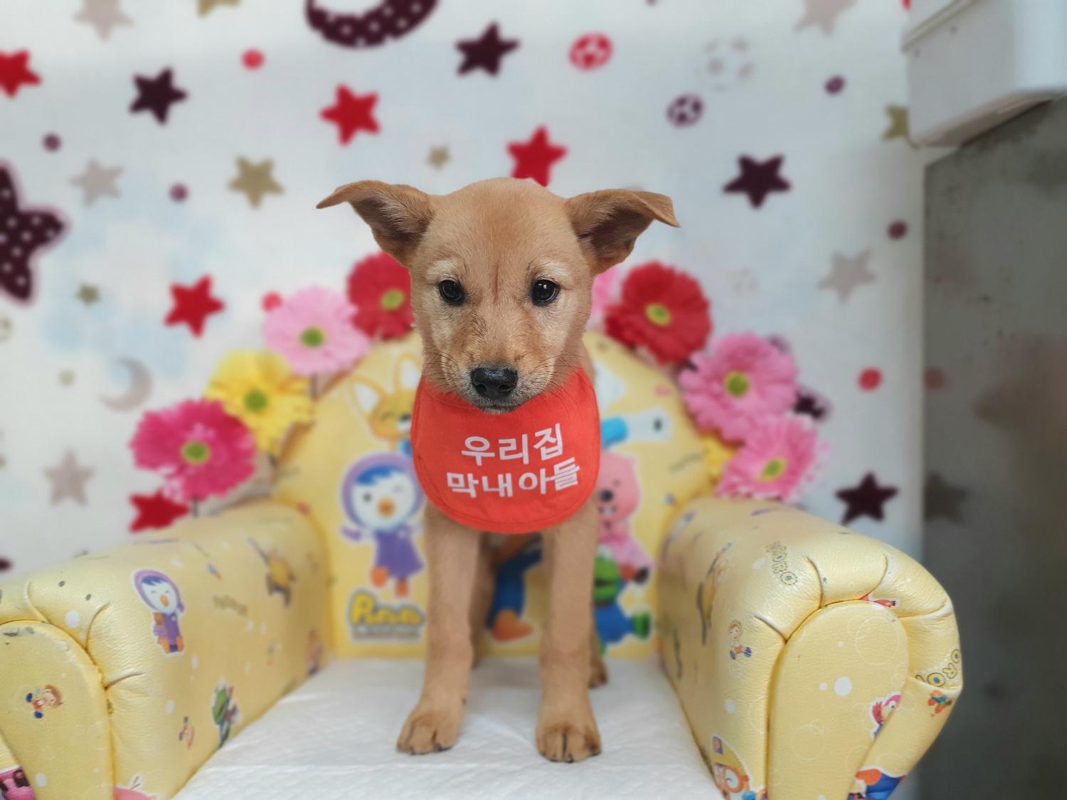 믹스견 이미지 파일 입니다.