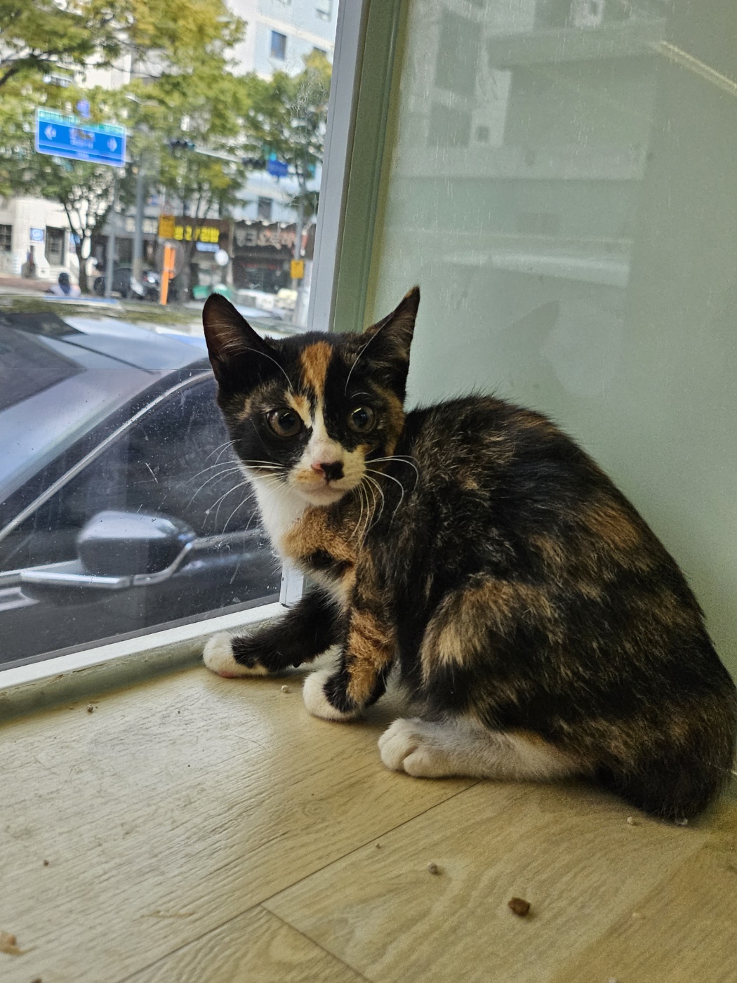 한국 고양이 이미지 파일 입니다.