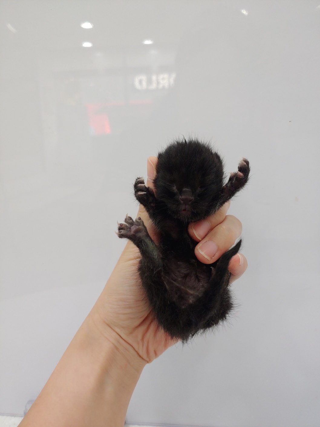 한국 고양이 이미지 파일 입니다.