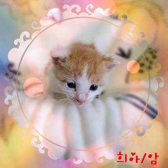 믹스묘 이미지 파일 입니다.