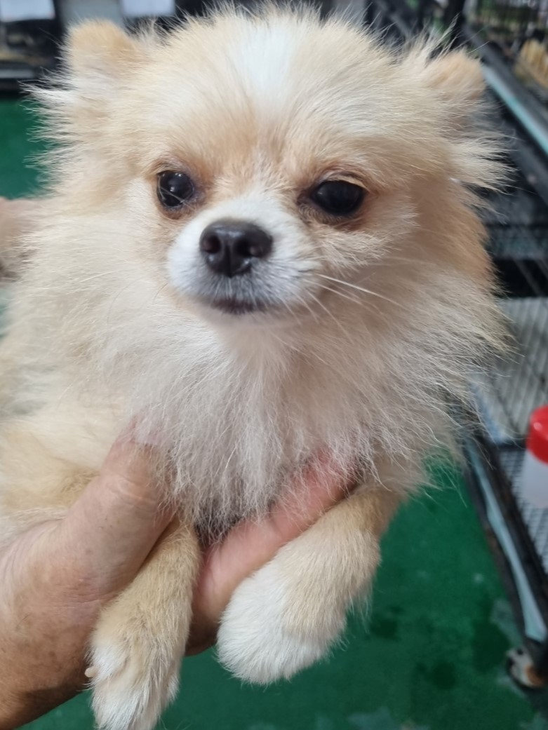 포메라니안 이미지 파일 입니다.