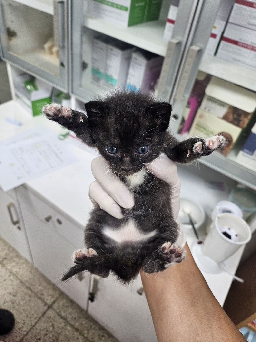 한국 고양이 이미지 파일 입니다.