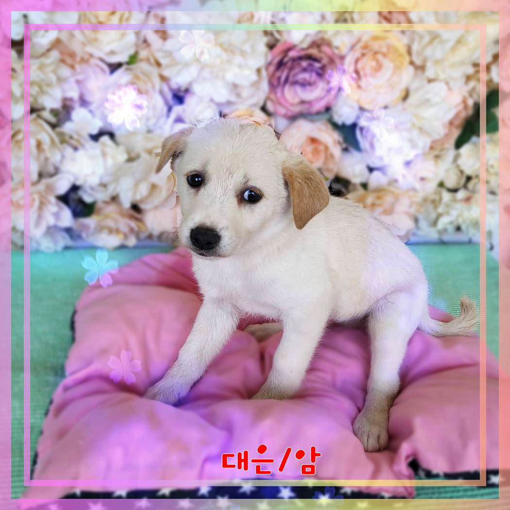 믹스견 이미지 파일 입니다.