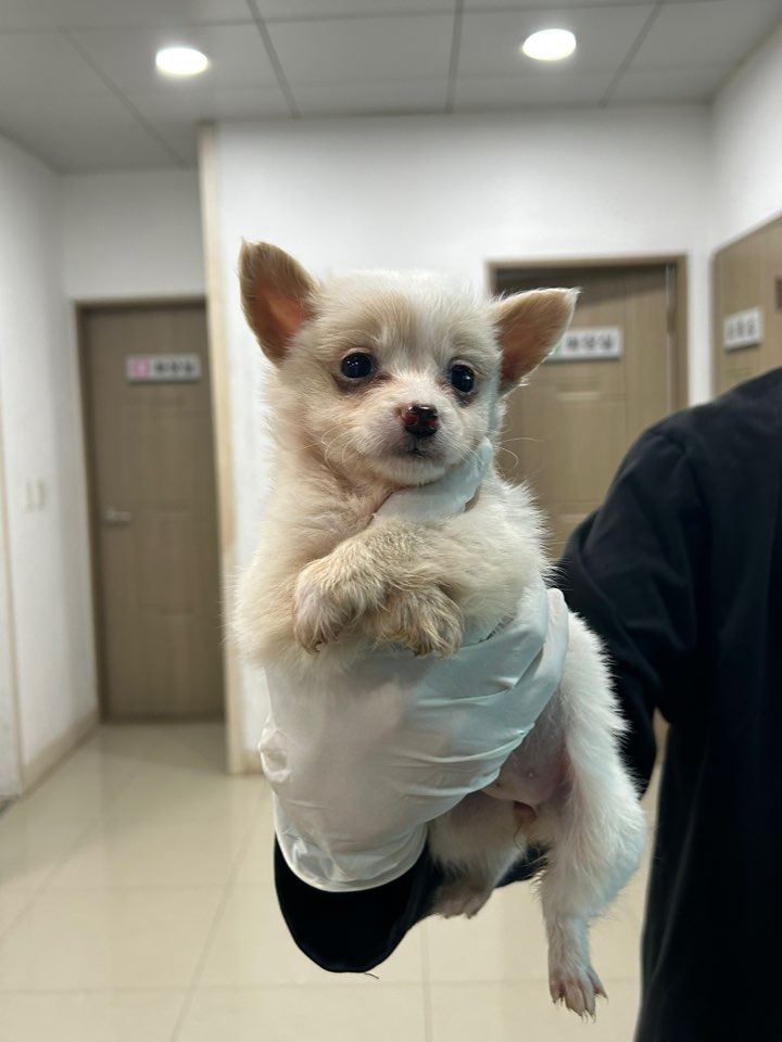 믹스견 이미지 파일 입니다.