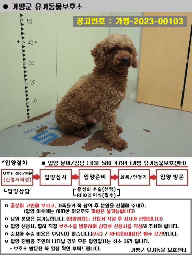 푸들 이미지 파일 입니다.