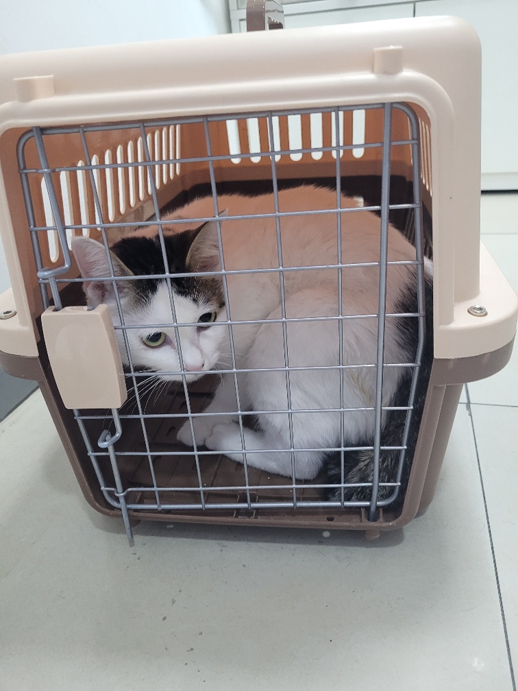 한국 고양이 이미지 파일 입니다.
