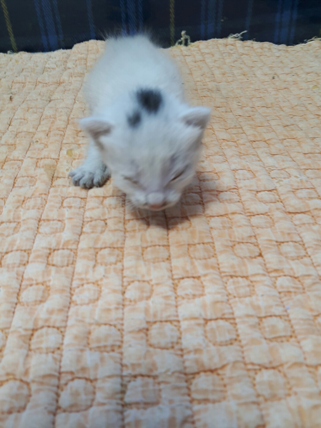 한국 고양이 이미지 파일 입니다.