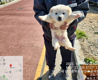 믹스견 이미지 파일 입니다.