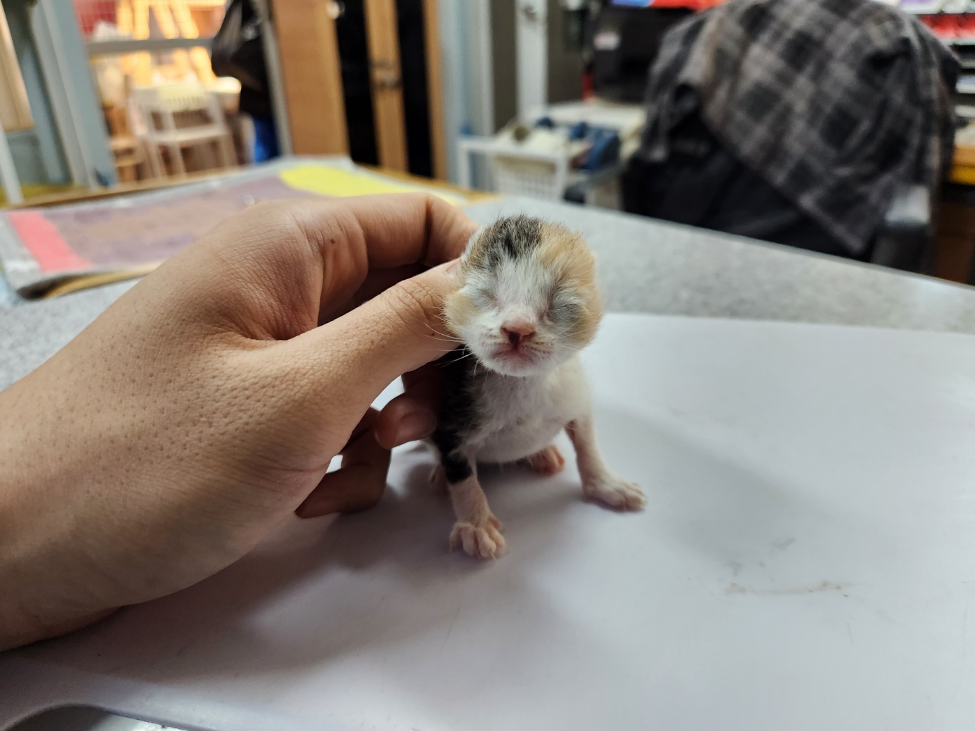한국 고양이 이미지 파일 입니다.