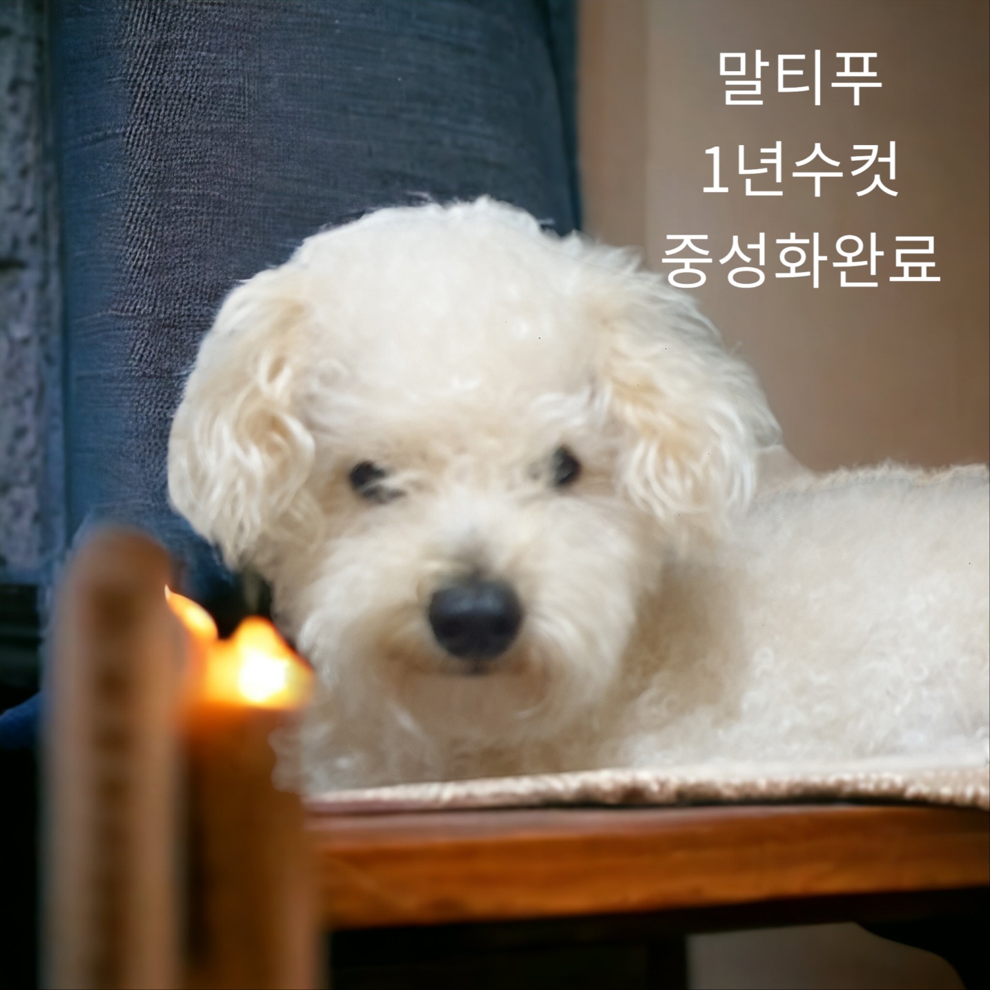 말티푸 이미지 파일 입니다.