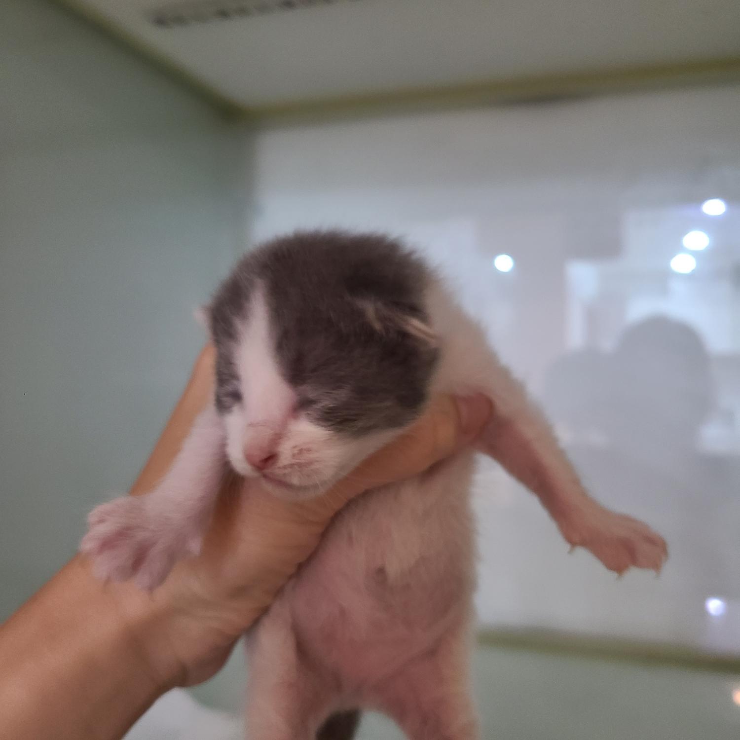 한국 고양이 이미지 파일 입니다.