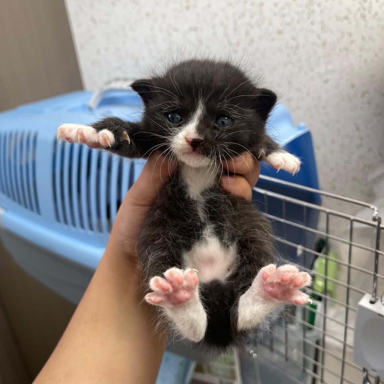 한국 고양이 이미지 파일 입니다.