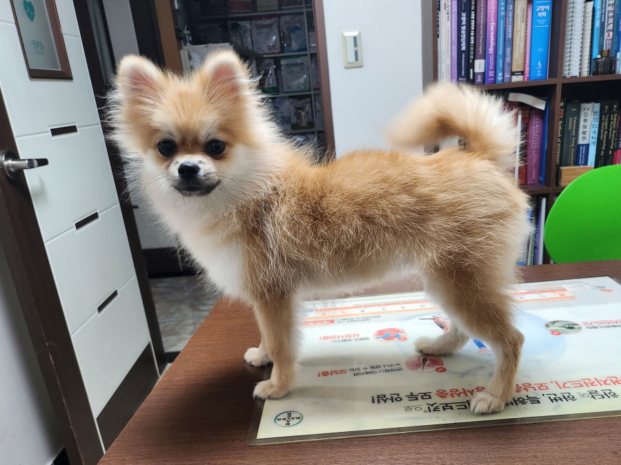 포메라니안 이미지 파일 입니다.