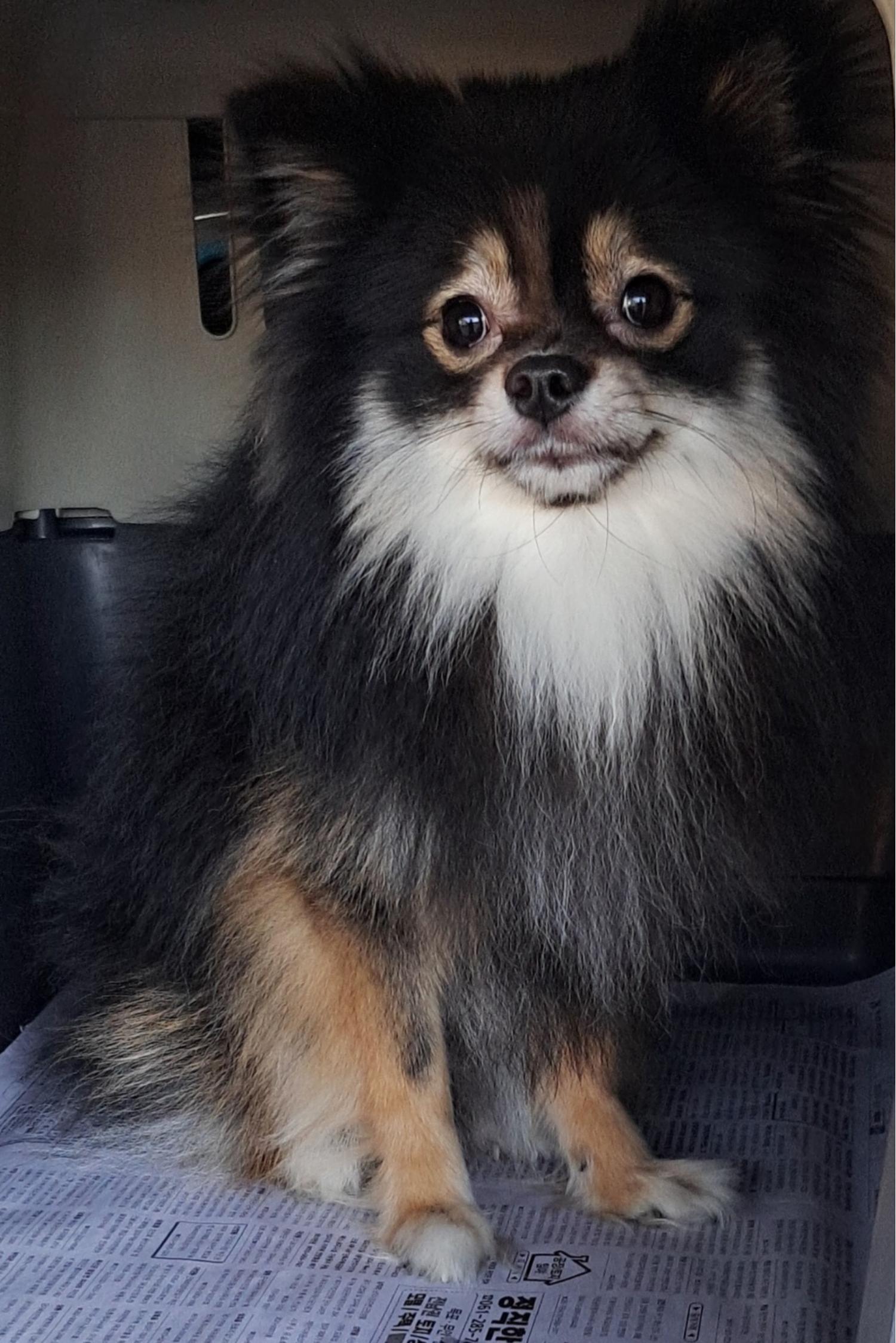포메라니안 이미지 파일 입니다.