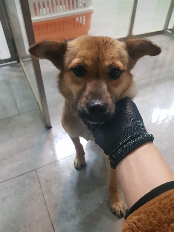 믹스견 이미지 파일 입니다.