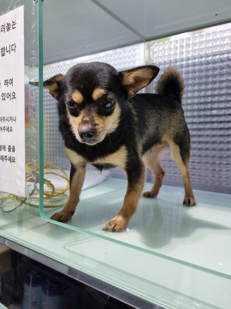 믹스견 이미지 파일 입니다.
