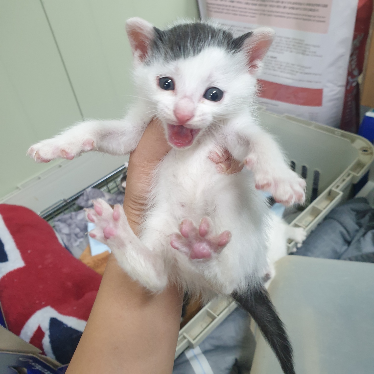 한국 고양이 이미지 파일 입니다.