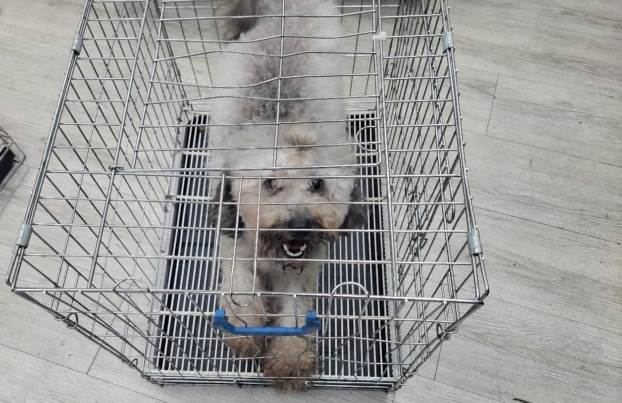 말티푸 이미지 파일 입니다.