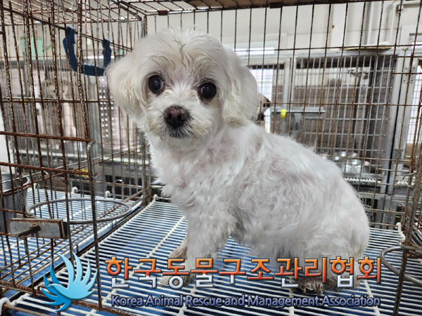 말티즈 이미지 파일 입니다.