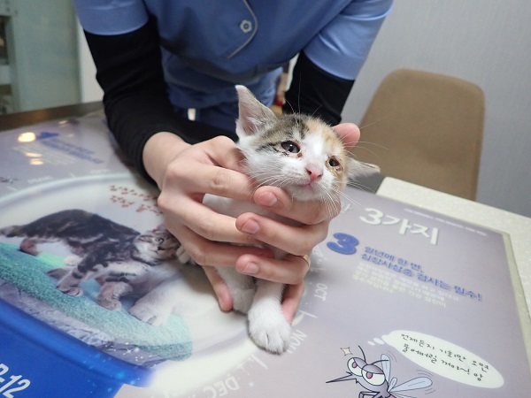 한국 고양이 이미지 파일 입니다.