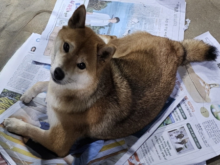시바 이미지 파일 입니다.