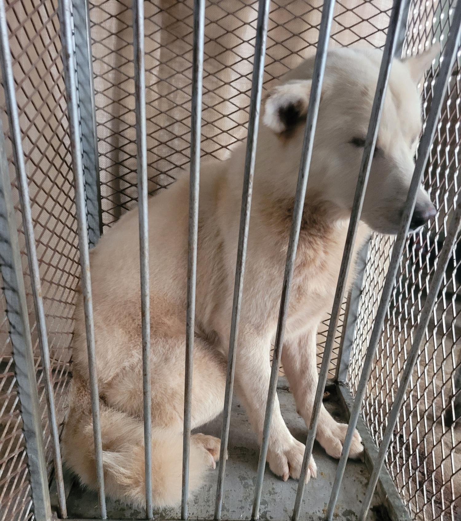 믹스견 이미지 파일 입니다.