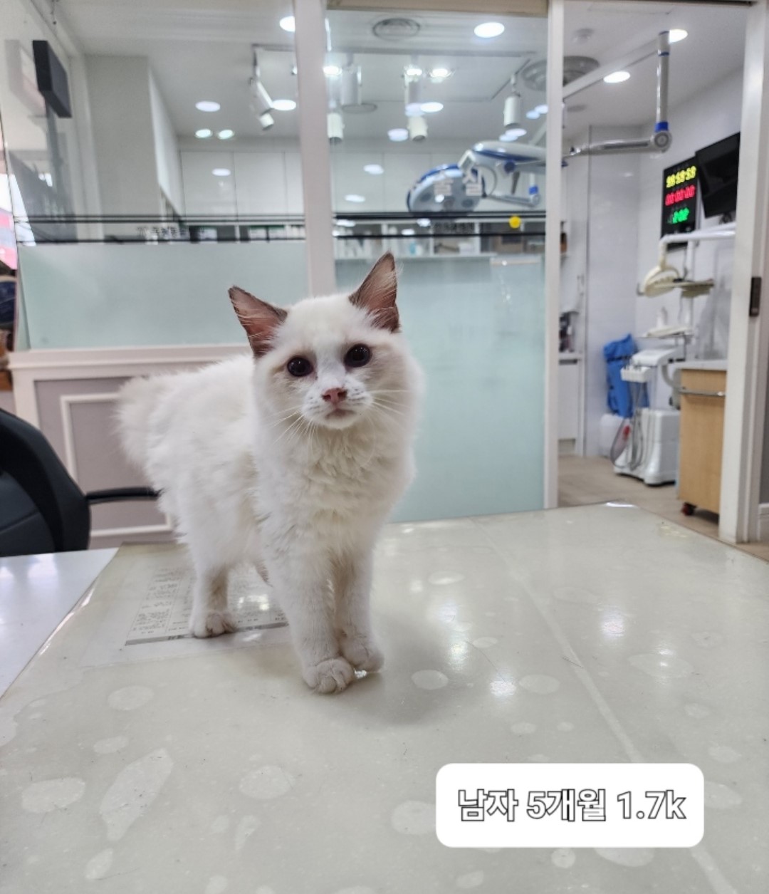 레그돌 이미지 파일 입니다.