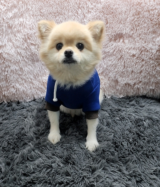 포메라니안 이미지 파일 입니다.
