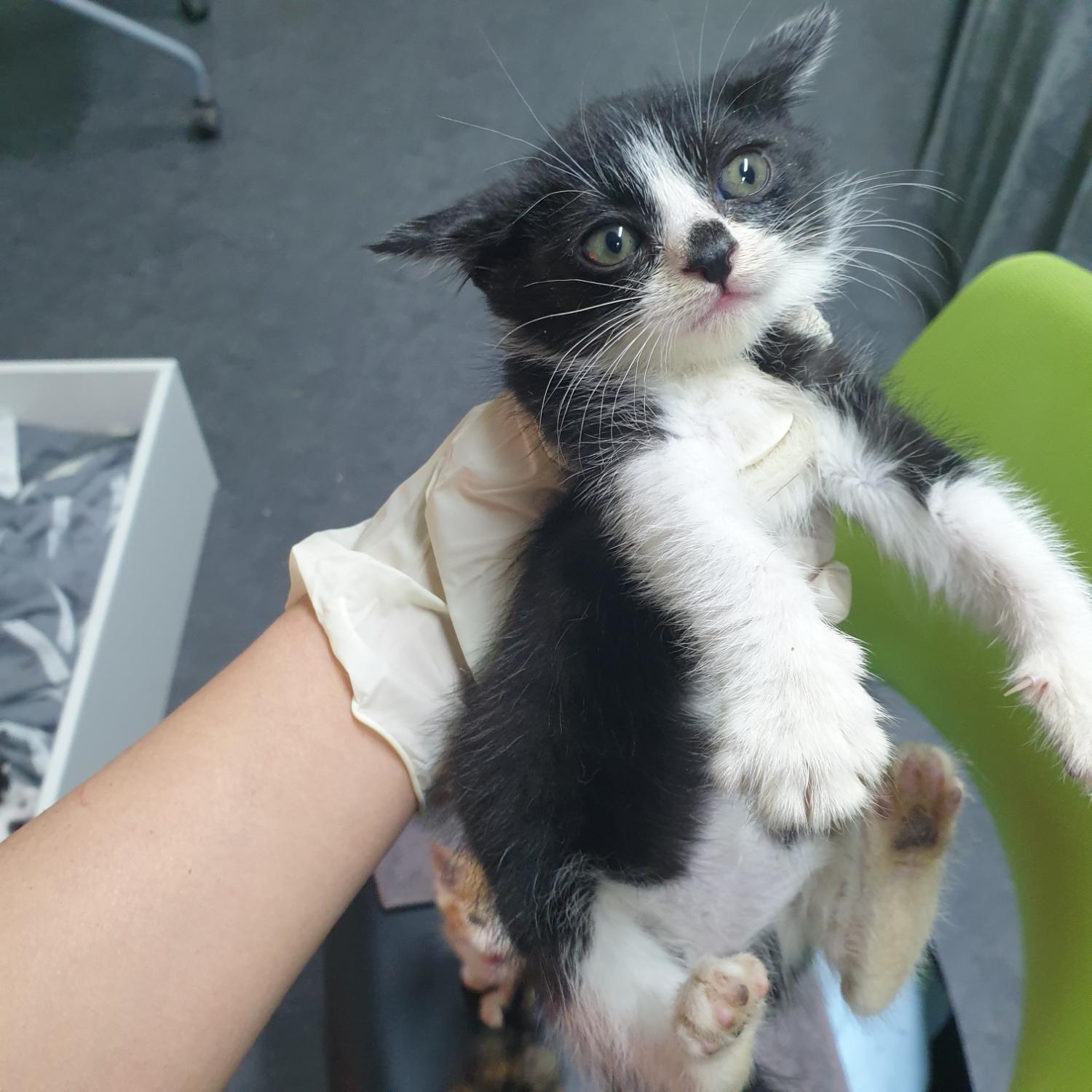 한국 고양이 이미지 파일 입니다.