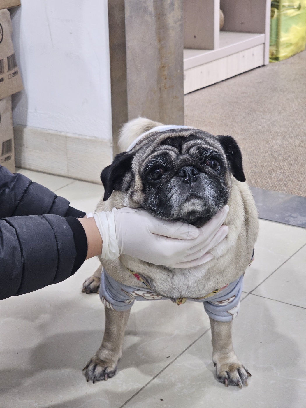 퍼그 이미지 파일 입니다.