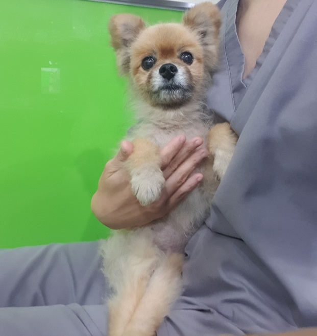 포메라니안 이미지 파일 입니다.