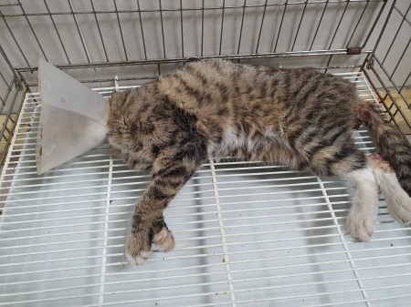 한국 고양이 이미지 파일 입니다.