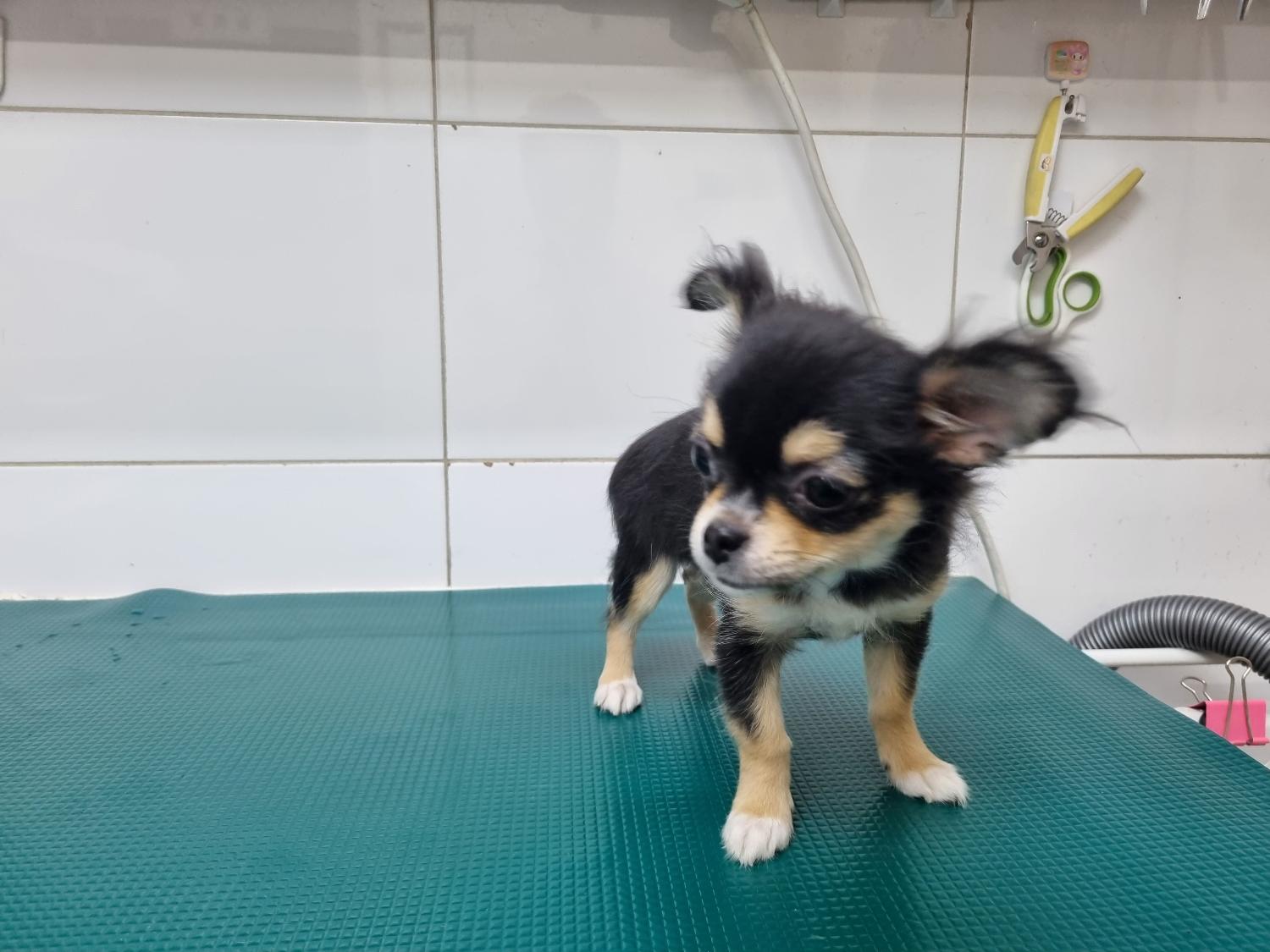 치와와 이미지 파일 입니다.