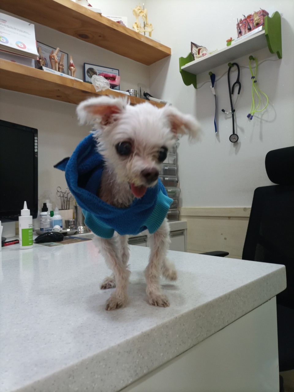 말티즈 이미지 파일 입니다.