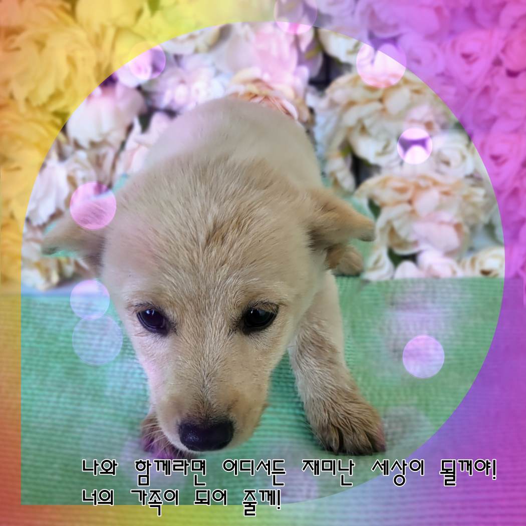 믹스견 이미지 파일 입니다.