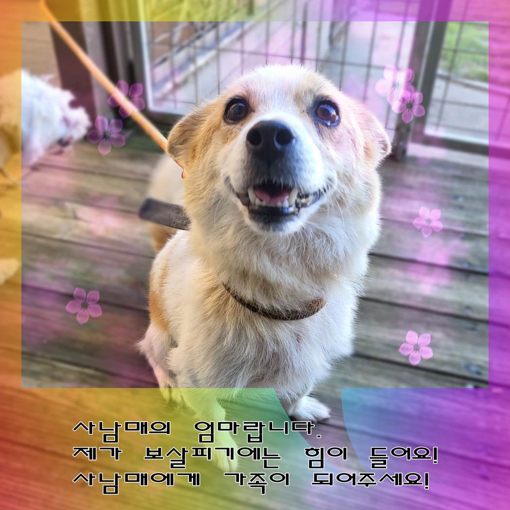 믹스견 이미지 파일 입니다.