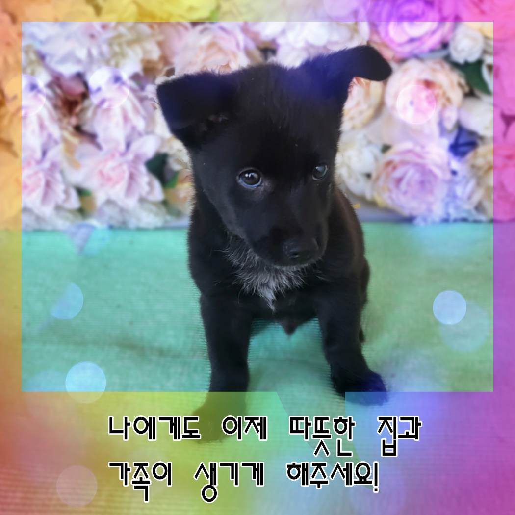 믹스견 이미지 파일 입니다.