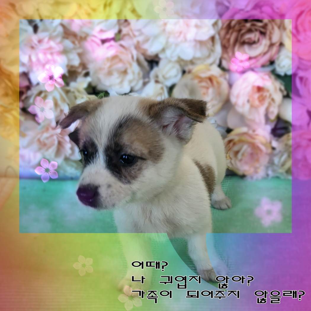 믹스견 이미지 파일 입니다.