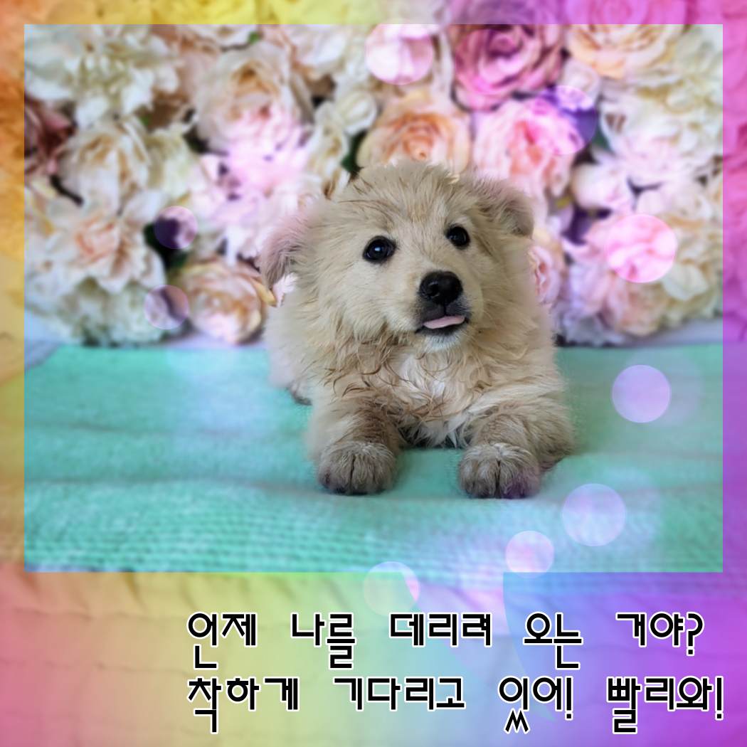 믹스견 이미지 파일 입니다.