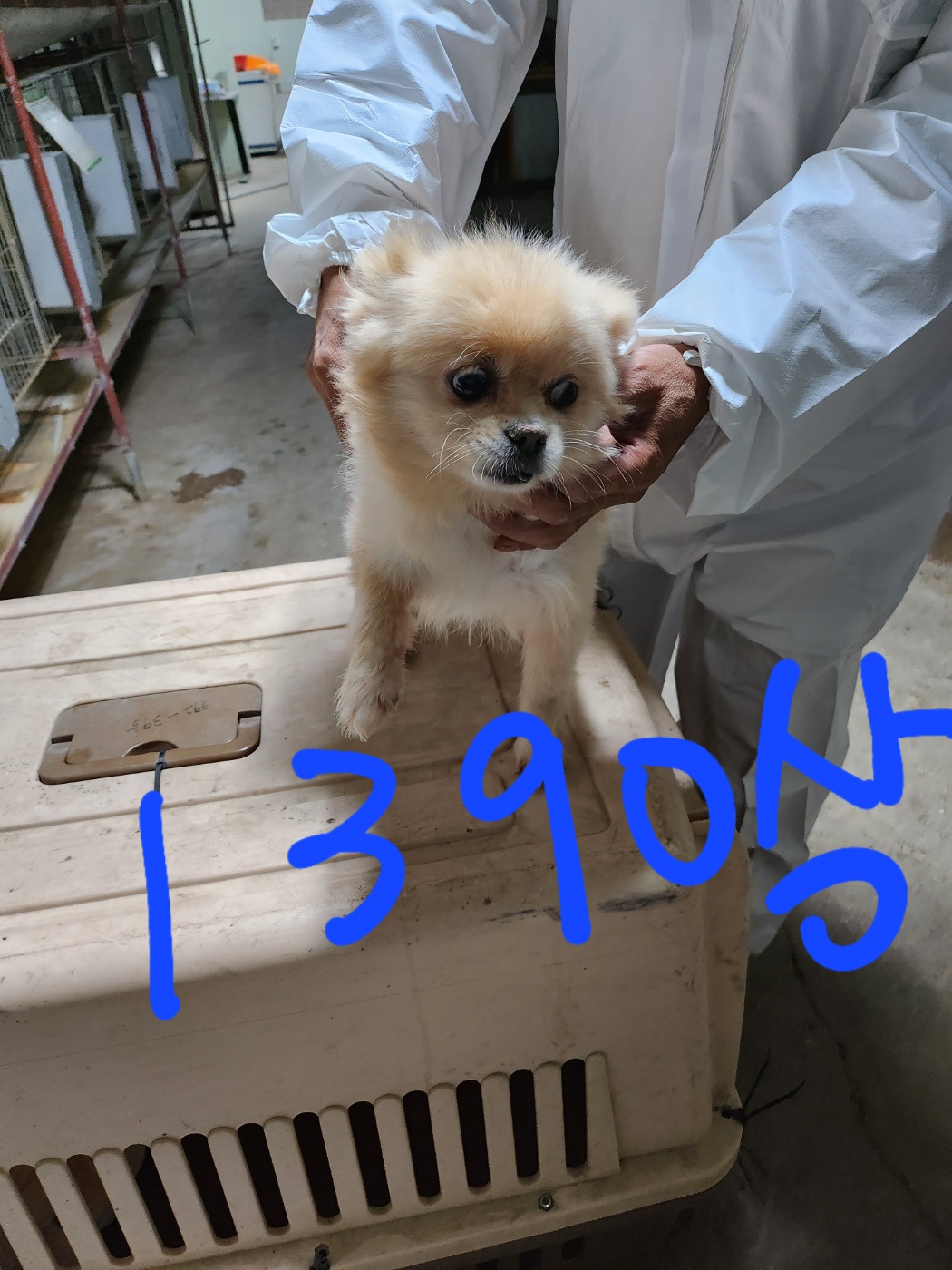 믹스견 이미지 파일 입니다.