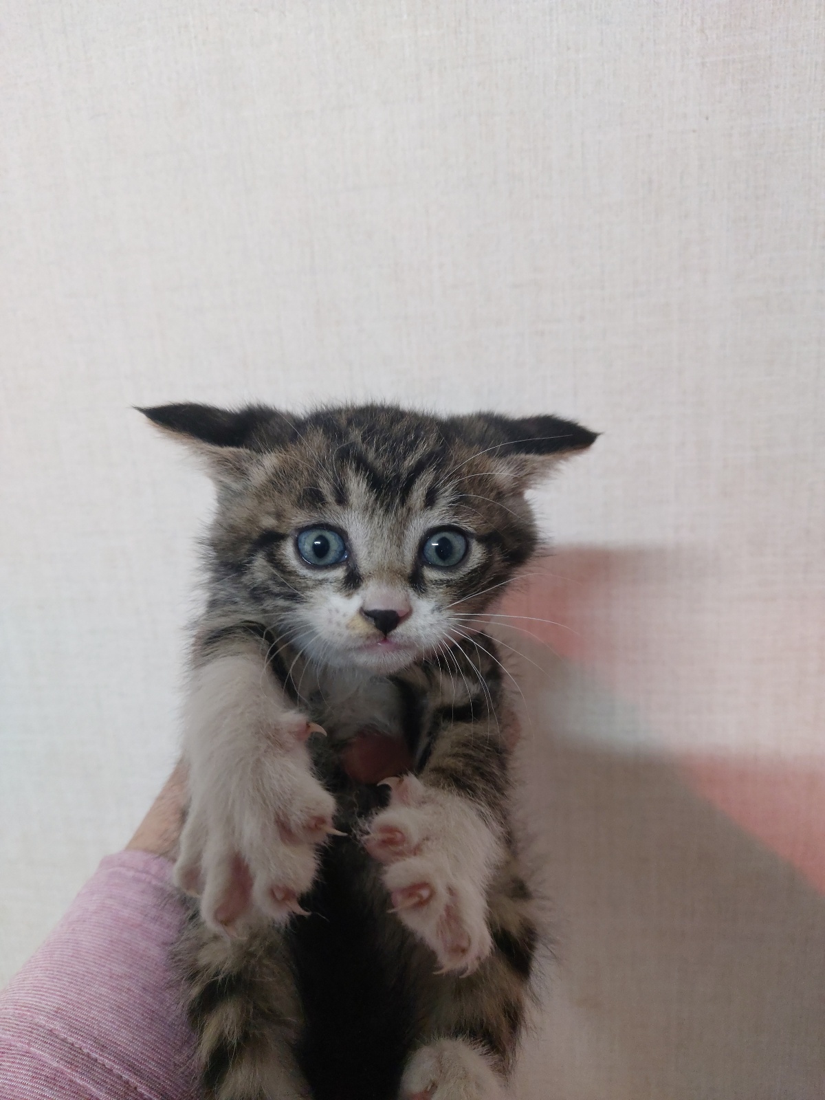 믹스묘 이미지 파일 입니다.