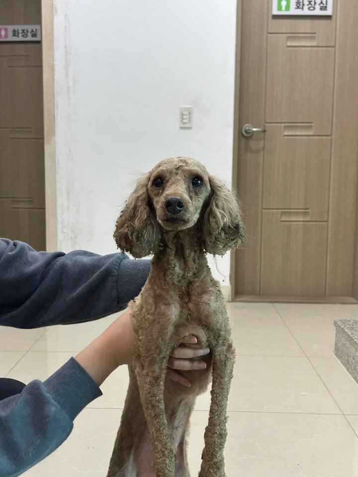 푸들 이미지 파일 입니다.