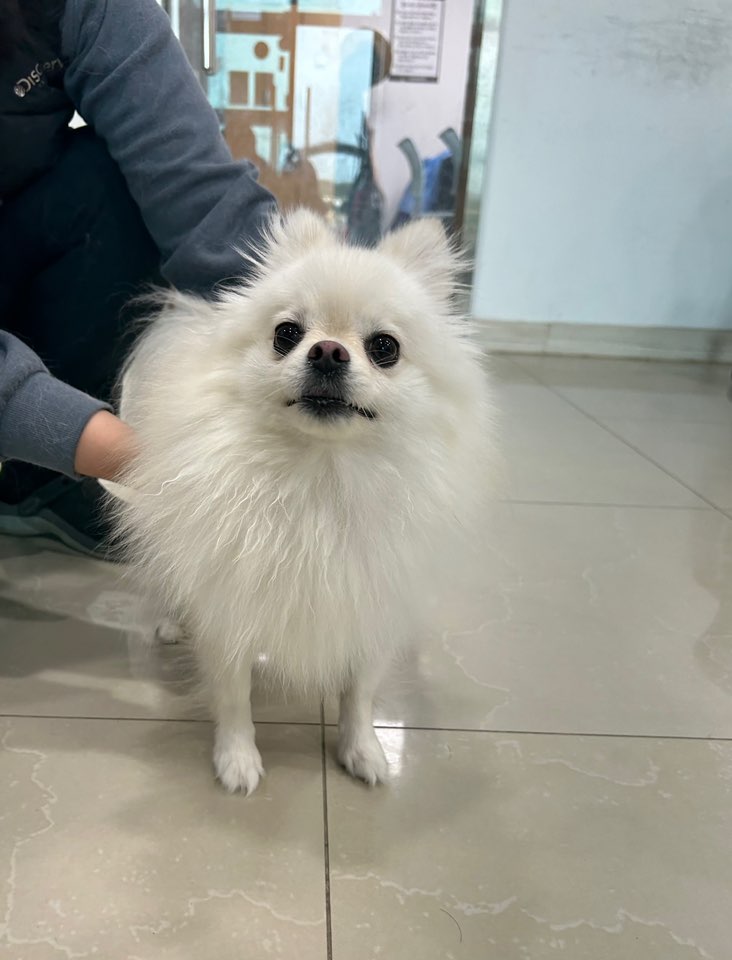 포메라니안 이미지 파일 입니다.