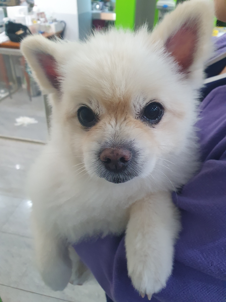 포메라니안 이미지 파일 입니다.