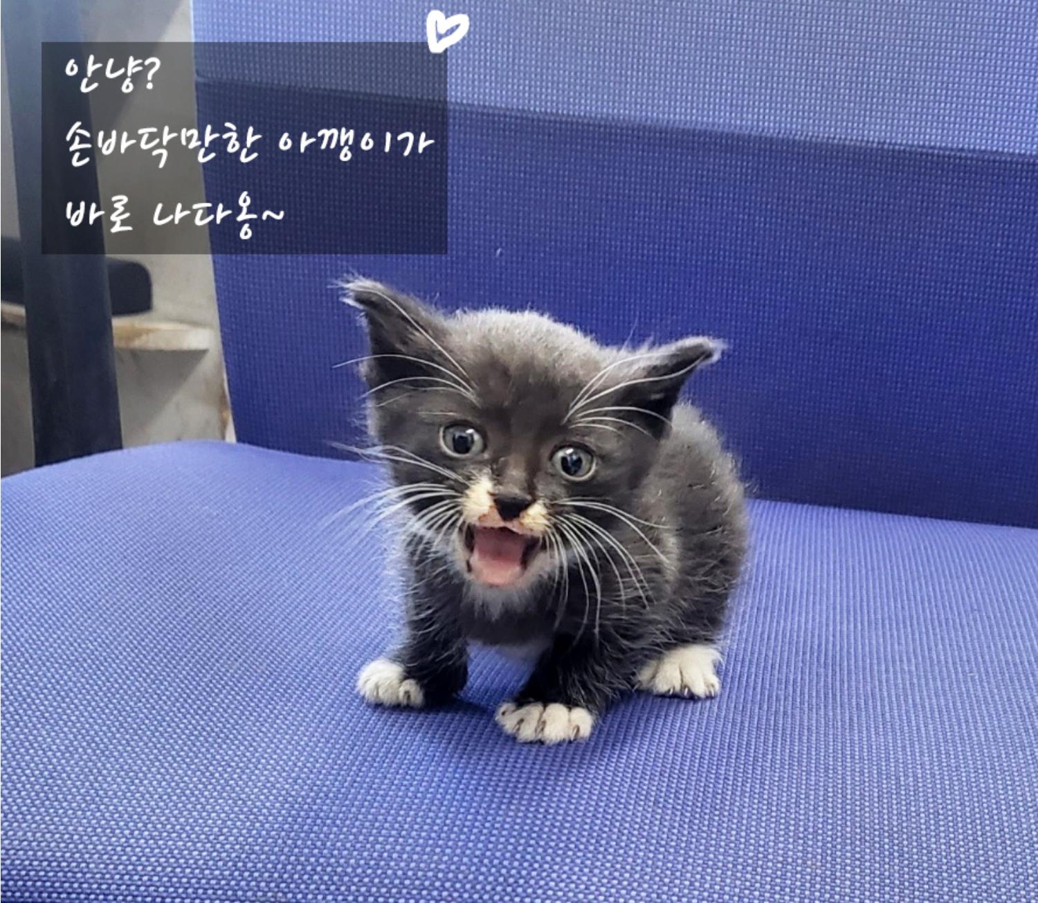 한국 고양이 이미지 파일 입니다.