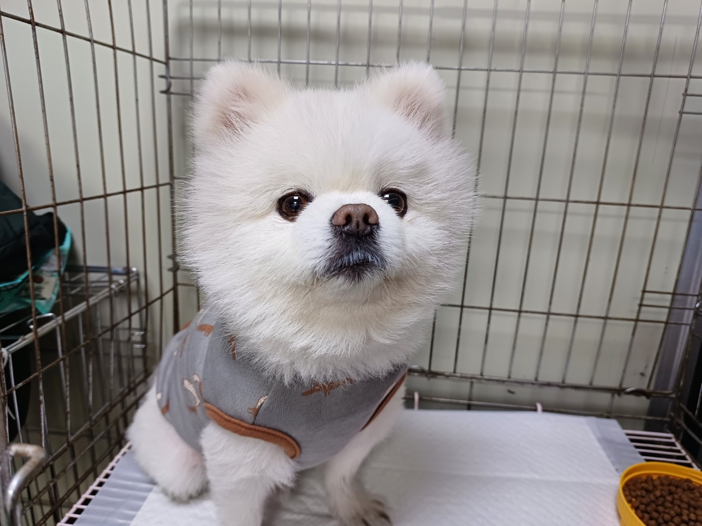 포메라니안 이미지 파일 입니다.