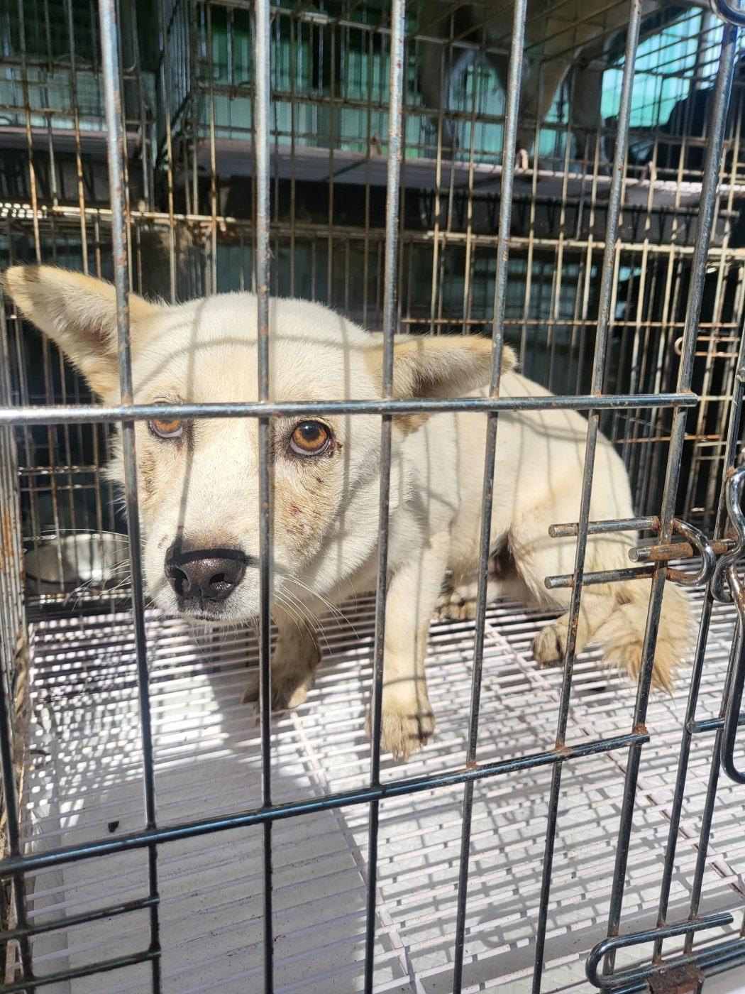 믹스견 이미지 파일 입니다.