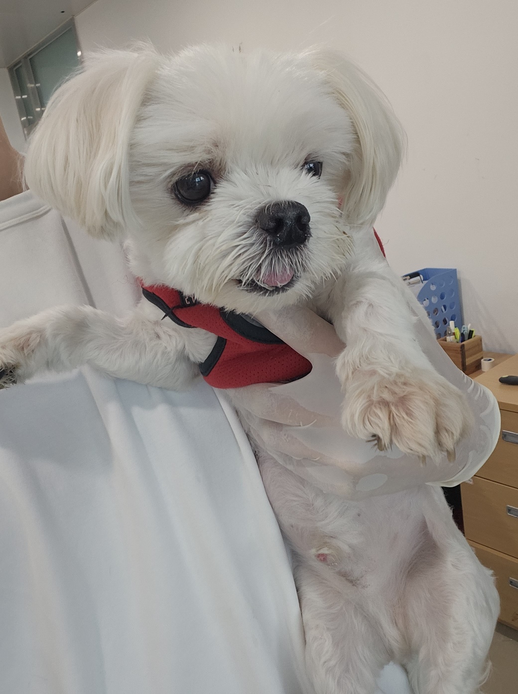 말티즈 이미지 파일 입니다.