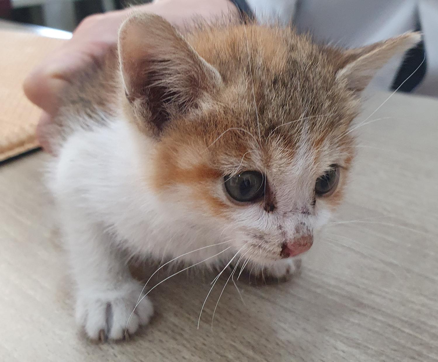 한국 고양이 이미지 파일 입니다.